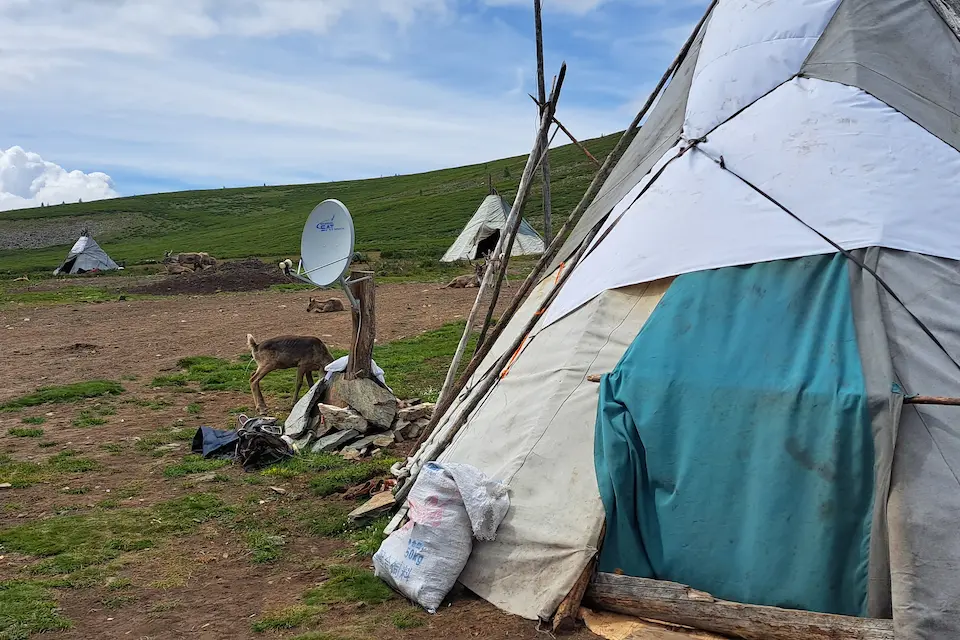 A Mongolian reindeer herder camp blending tradition and technology—conical tents and a satellite dish set against a green plain, with reindeer grazing peacefully nearby.