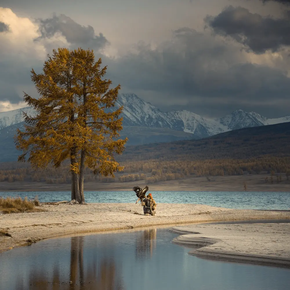 A Kazakh eagle hunter releases his golden eagle beneath the golden leaves of autumn—captured in the wild beauty of Mongolia’s Altai region.