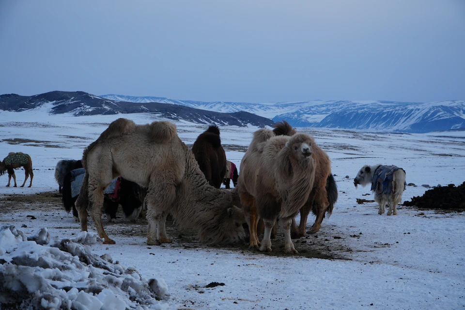 Camels and yaks in Mongolia’s spring pasture — a glimpse into nomadic herding life in the Altai