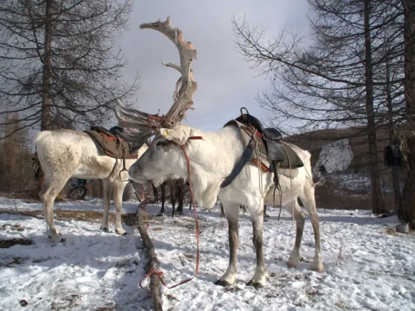 Photography of Reindeer herders