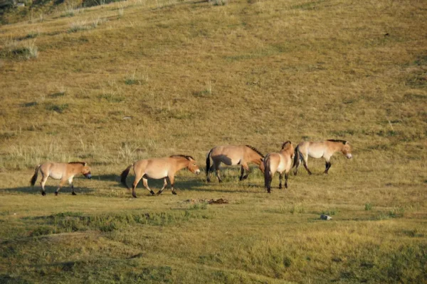 Hustai National Park Tour from Ulaanbaatar | Wild Horse Experience in Mongolia
