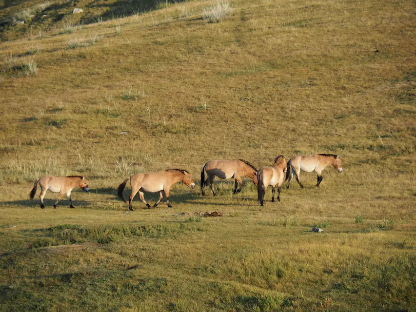 A rare sighting of Przewalski’s horses roaming freely in Khustai National Park—Mongolia’s conservation success story.