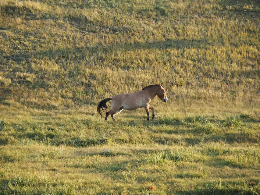A solitary Przewalski’s horse stands proudly in the Mongolian steppe—Khustai’s living legacy.