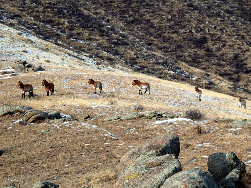 A small herd of Przewalski’s horses moves across the steppe in Khustai National Park, Mongolia.