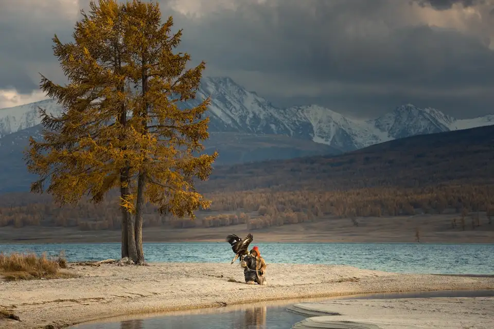 Kazakh eagle hunter kneeling beside golden eagle near lake and autumn tree in White River Valley, Mongolia
