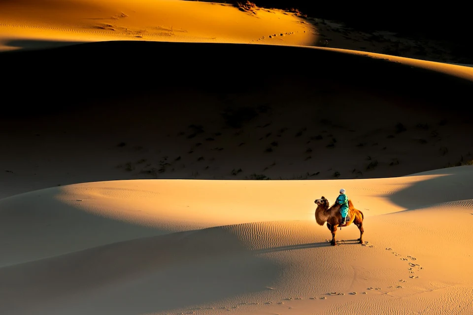 A lone camel rider traverses the golden dunes — sunset serenity in Mongolia’s Gobi Desert