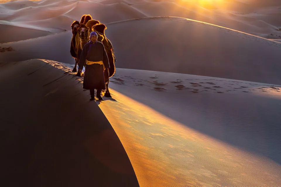 A camel caravan moves through golden dunes — sunset magic in Mongolia’s Gobi Desert