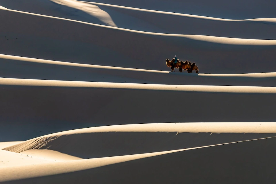 A camel caravan traverses the ridged dunes — solitude and scale in Mongolia’s Gobi Desert