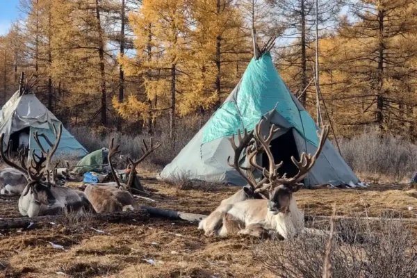 Mongolia Reindeer Herders | Tsaatan & Dukha People Experience