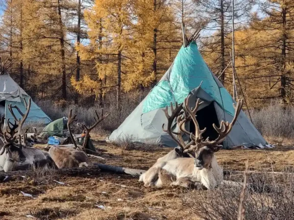 Mongolia Reindeer Herders | Tsaatan & Dukha People Experience