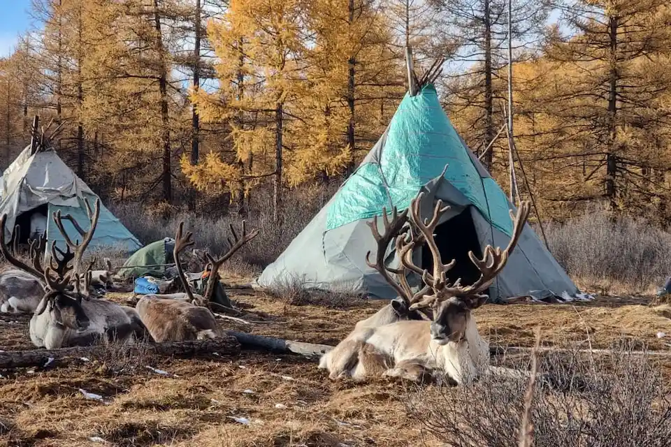 A peaceful moment in northern Mongolia where reindeer herders relax near their conical tents, surrounded by golden autumn trees.