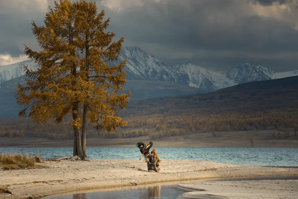 A Kazakh eagle hunter releases his golden eagle beneath the golden leaves of autumn—captured in the wild beauty of Mongolia’s Altai region.