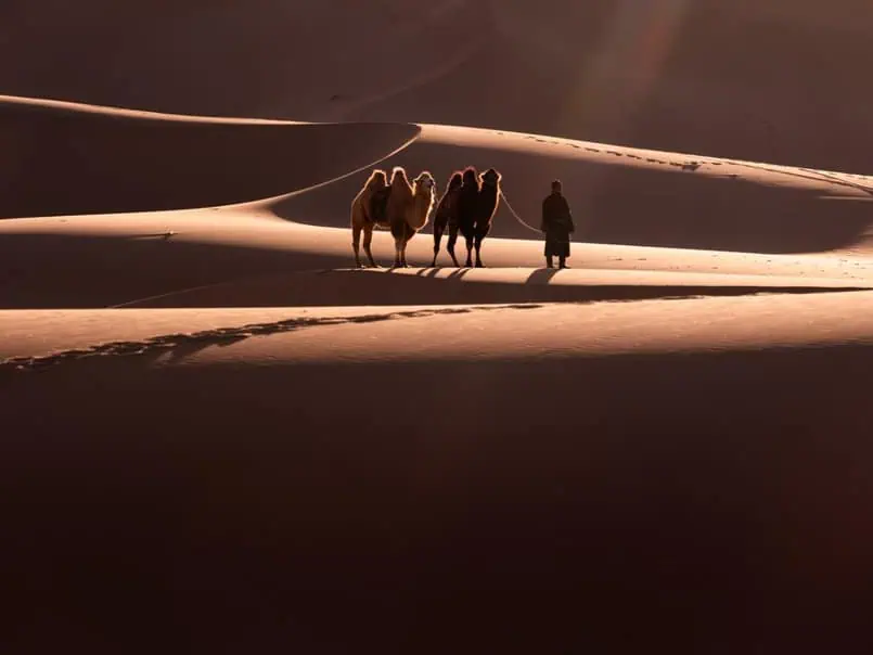 Desert explorer with camels in Mongolia’s golden sand dunes