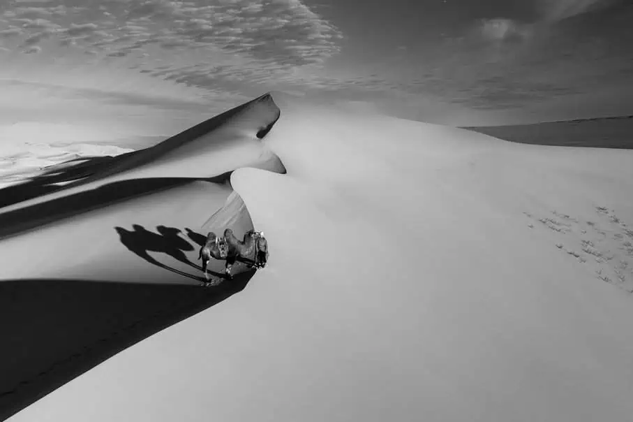 Two camels cast long shadows as they cross a dune in Mongolia’s desert