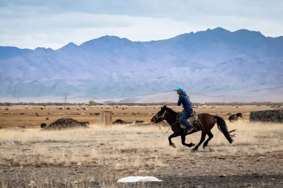 A Kazakh rider traverses the open plains of Altai Tavan Bogd, surrounded by grazing livestock and distant peaks