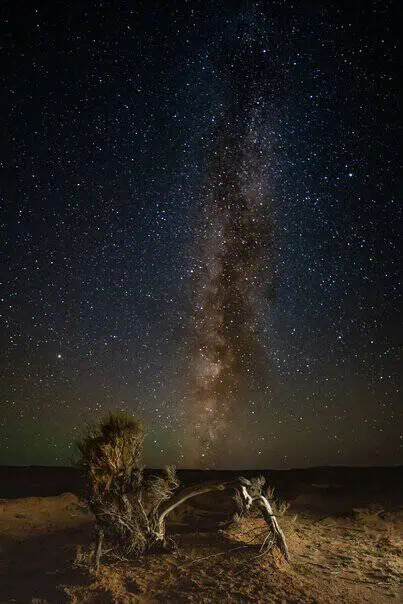 A star-filled sky stretches above a desert bush in Mongolia’s wilderness