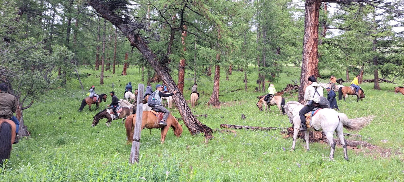 A group horseback riding through a forested valley in Mongolia