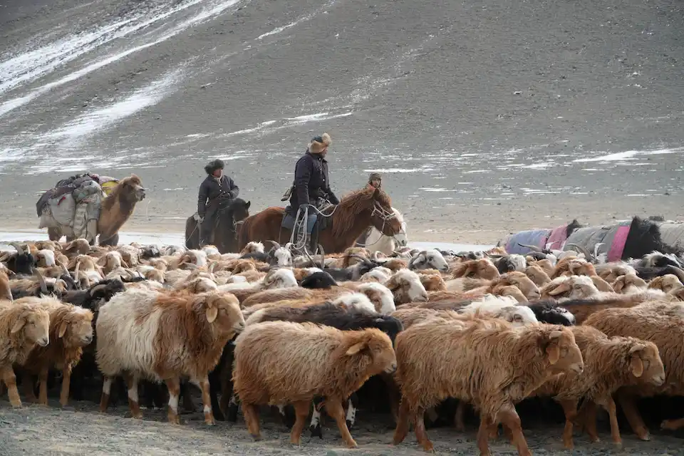 Nomadic Herding During Eagle Hunters Migration in Western Mongolia