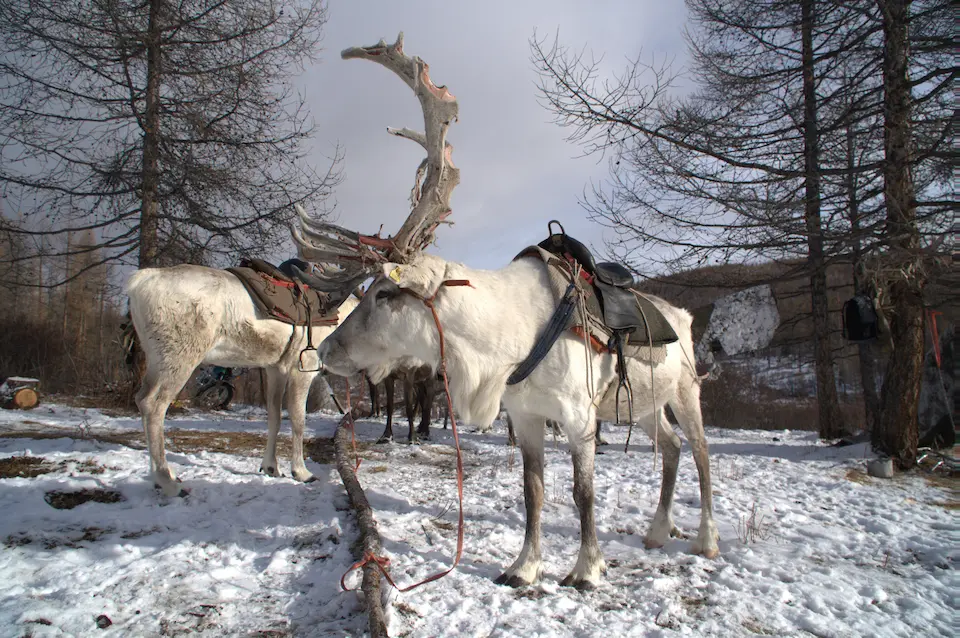 Reindeer Transport in Mongolia's Winter Wilderness