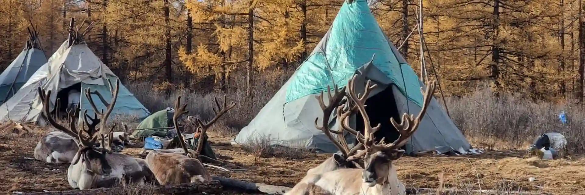 Reindeer Herding in Northern Mongolia – Tsaatan Nomadic Life in Autumn